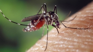 Zika: Vaccin în faza de teste. A dat rezultate asupra șoarecilor