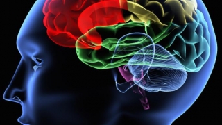 22 iulie - Ziua Mondială a Creierului!