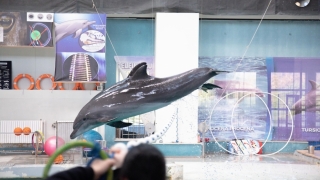 Lecție despre delfinii din Marea Neagră, la Delfinariul din Constanța