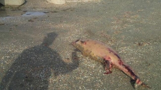 Delfin eșuat pe o plajă din Constanța!