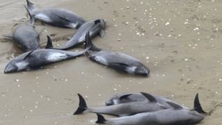 Șase pui de delfin, găsiți morți pe o plajă din Năvodari