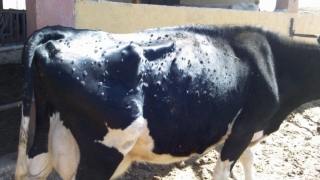 Situaţia actualizată a focarelor de dermatoză nodulară a bovinelor!
