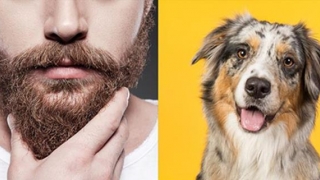 Descoperire incredibilă: Blana unui câine, mai curată decât barba unui bărbat!