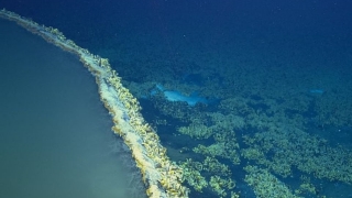 Descoperire inedită în Golful Mexic: „Lacul subacvatic” care ucide orice creatură din zonă