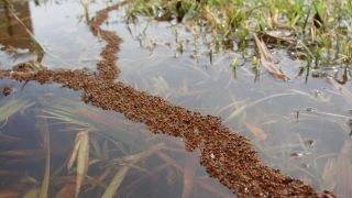După inundaţii, americanii sunt atacaţi de furnicile de foc!