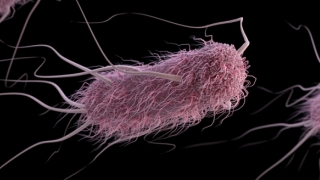 Informare despre bacteria E.coli și măsuri de prevenție a infecției Shiga toxina E.coli