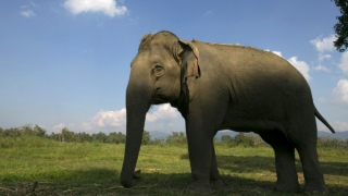 Elefant scăpat de la un circ, găsit de polițiști și readus în țarc