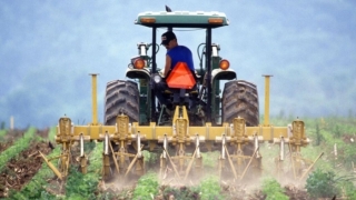 Fermierii vor să angajeze, dar românul fuge de muncă