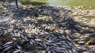 Efectele poluării excesive: 1 milion de pești morți într-un bazin hidrografic