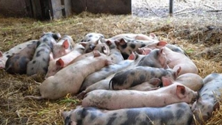 Peste porcină africană, confirmată la 2 mistreţi morți
