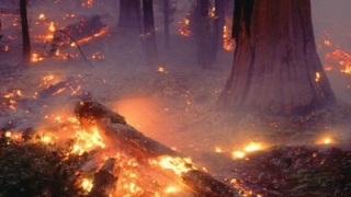 Incendiu de pădure pe insula grecească Evia
