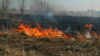 Incendiu puternic în Delta Văcărești! Pompierii nu pot interveni cu autospeciale