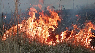 Incendiu puternic în județul Constanța! Arde o pădure de salcâm!