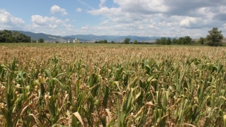 Producătorii și exportatorii de cereale, îngrijorați de de secetă