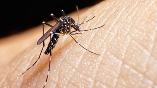 Zeci de mii de cazuri de infectare cu virusul Zika au fost înregistrate în Brazilia