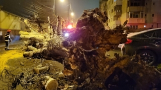 Un copac a căzut pe carosabil în Constanța, pe str. Mircea cel Bătrân