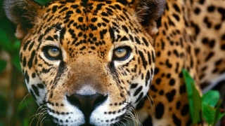 Jaguar împușcat în timpul ștafetei flăcării olimpice