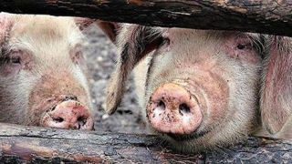 Pesta porcină africană: peste 360.000 de porci sacrificaţi