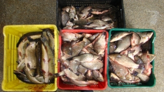 Voiau să comercializeze 100 kg peşte fără documente legale, dar au fost prinși