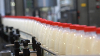 Ajutoare financiare pentru producătorii de lapte, aprobate de Guvern