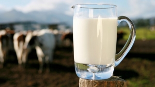 Micii producători de lapte, sprijiniți cu 11 milioane de euro