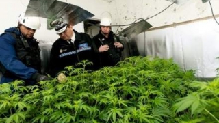 Americanii sunt de acord cu legalizarea consumului de marijuana