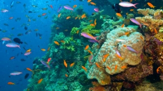 Australia trebuie să aloce 6,5 miliarde de euro pentru a salva Marea Barieră de Corali