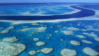 Marea Barieră de Corali se confruntă cu un nou episod masiv de albire