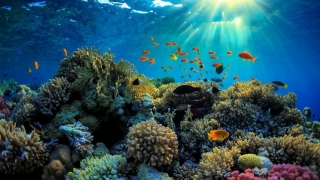 Cât costă Marea Barieră de Corali? Nepreţuită...