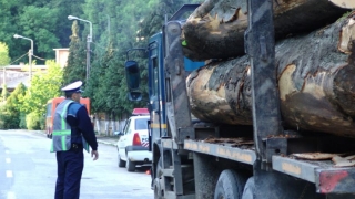 Mii de metri cubi de material lemnos, confiscați de polițiști