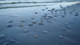 Invazie de meduze pe litoral