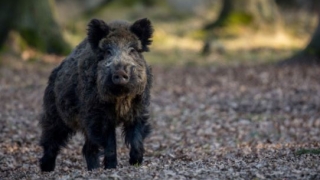 ROMÂNIA! ALERTĂ! Virusul Pestei Porcine Africane, la porci mistreți!