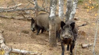 Pesta porcină africană confirmată la șapte mistreți, în trei zone de vânătoare din județul Constanța