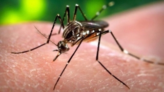 Alertă medicală! Două persoane suspecte de Zika în România!