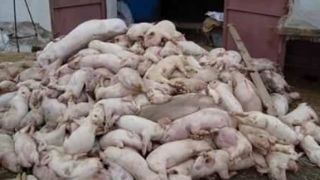 Pesta porcină evoluează în 298 localităţi. Sute de mii de porci afectaţi au fost ucişi
