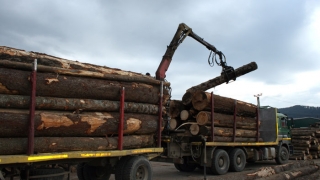 Comisia de Mediu din Cameră: Amenzi majorate de 10 ori pentru operaţiuni ilicite cu lemn