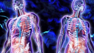 A fost descoperit un nou organ în corpul uman!