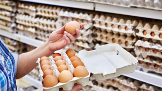 Peste 500.000 ouă cu Salmonella, reexpediate în statul de origine