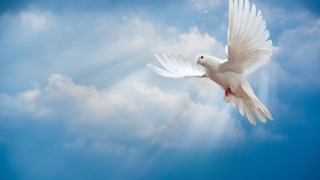 Ziua mondială a păcii, celebrată la 1 ianuarie