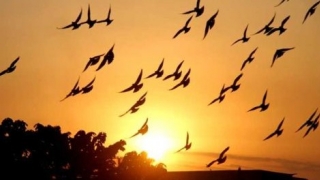 Ziua internațională a păsărilor, celebrată pe 1 aprilie