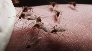 Periculos! Insecta responsabilă de un milion de morți pe an