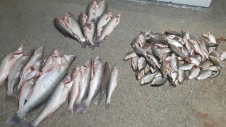 Peste 220 kg de peşte transportate fără documente legale, confiscate de polițiști