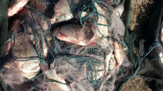 Căruță cu pește braconat, descoperită de Garda de Coastă