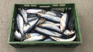 Depistaţi de jandarmi comercializând sute de kilograme de pește, fără îndeplinirea condiţiilor legale