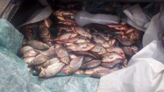 165 de kilograme de peşte, confiscate de poliţişti