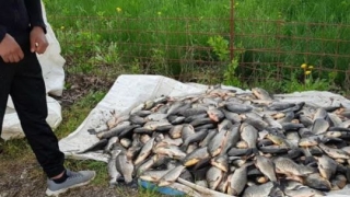 60 kg de pește confiscat de polițiștii de Frontieră