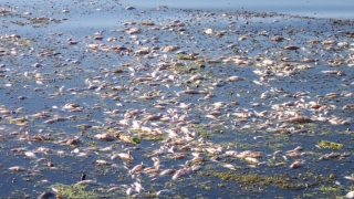 Firma care a poluat un râu din în care au murit sute de pești, amendată cu 40.000 lei