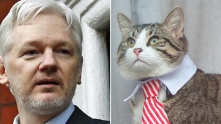 Ce s-a întâmplat cu... pisica lui Julian Assange, după arestarea acestuia