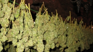 Plantaţie de cannabis de 4.000 de metri pătraţi, într-un sat