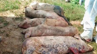 Cifrele DEZASTRULUI în privința pestei porcine: sute de mii de porci sacrificați